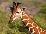 Угрожене: Број жирафа се драстично смањује