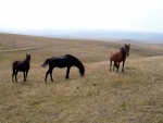ОТПОРНИ НА ВРЕМЕНСКЕ ПРИЛИКЕ И БОЛЕСТИ: Ливањски “дивљи” коњи све бројнији