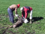 НОВА ЦРЊА: Незапамћено тровање дивљачи, угинули јелени по њивама