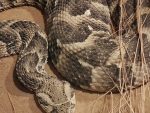 ПАНИКА НА КОСОВУ: Усликана једна од најсмртоноснијих змија Африке