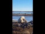 НЕВЕРОВАТНО: Поларни медвед тешио пса завезаног ланцем