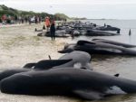 ДРАМА НА НОВОМ ЗЕЛАНДУ: Трка за спас стотина китова