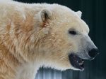 ШОЈГУ: У Британији није рођена животиња која би наређивала руском медведу