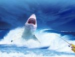 ЛЕДЕНО ДОБА У АМЕРИЦИ: Ајкуле умиру у океану