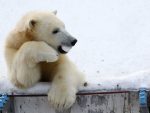 АРХАНГЕЛСКА ОБЛАСТ: Масовна инвазија поларних медведа, проглашено ванредно стање