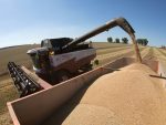 Русија обара рекорде у производњи пшенице, а Европа у увозу руских житарица