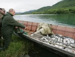 „Нека сада мршаве!“: Путин вратио Русима рибу коју су Британци јели 68 година