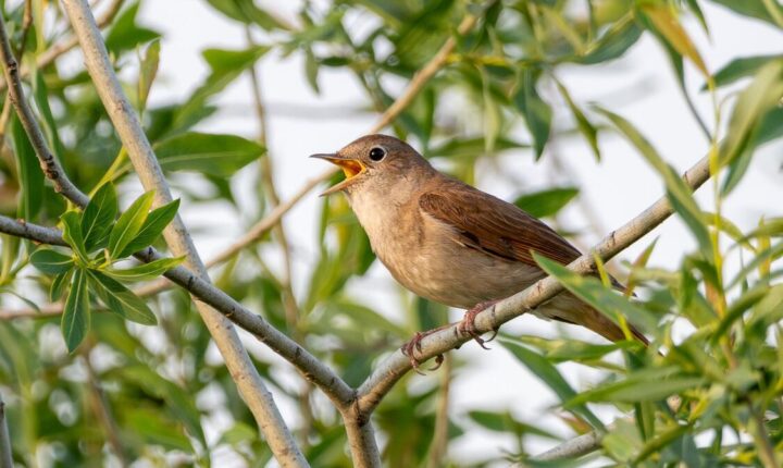 Ово се ретко виђа: Народ купио шуму у Србији да би је одбранио од профита и сачувао – славуја